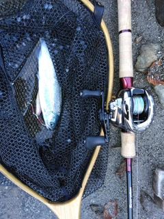 ニジマスの釣果