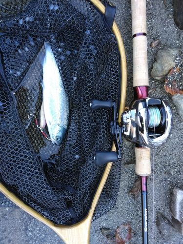 ニジマスの釣果