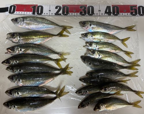 アジの釣果