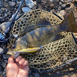 スモールマウスバス