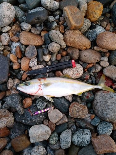 ツバイソの釣果