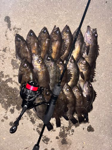 メバルの釣果