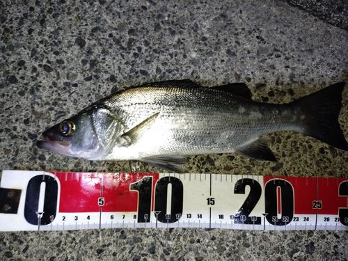 セイゴ（ヒラスズキ）の釣果