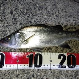 セイゴ（ヒラスズキ）