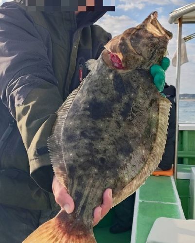 ヒラメの釣果