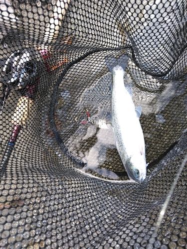 ニジマスの釣果