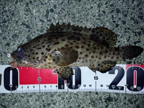 ヤイトハタの釣果