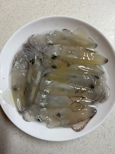 ヒイカの釣果
