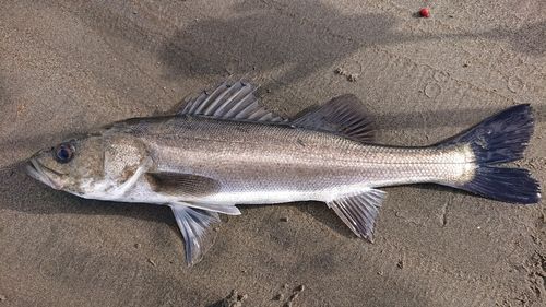フッコ（マルスズキ）の釣果