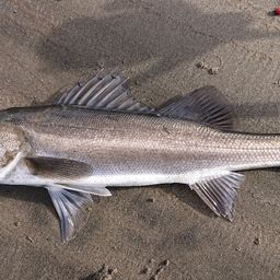 フッコ（マルスズキ）