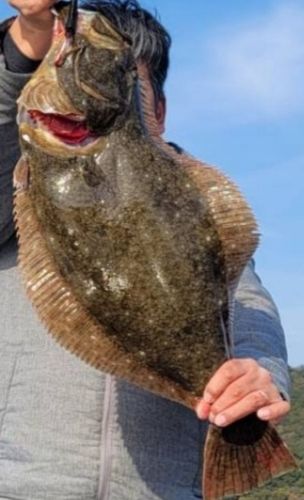 ヒラメの釣果