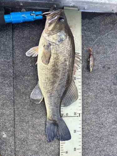 ブラックバスの釣果