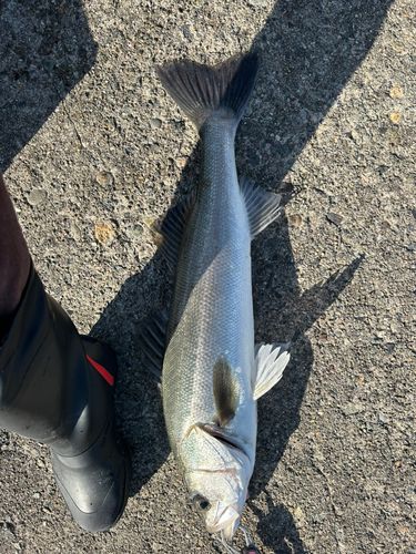 大野お台場公園前