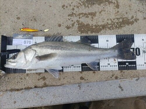 シーバスの釣果