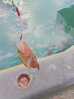 オオモンハタの釣果
