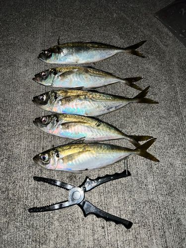 アジの釣果