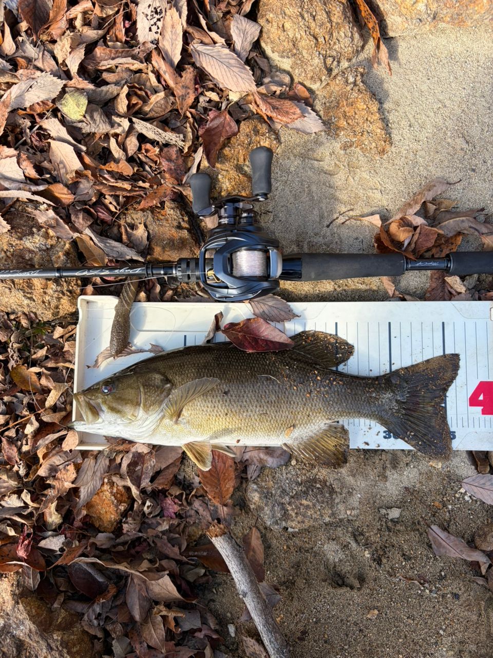 スモールマウスバス