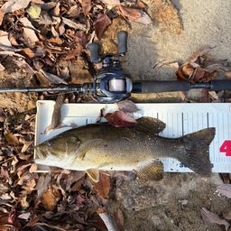 スモールマウスバス