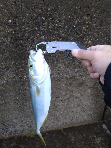 フクラギの釣果