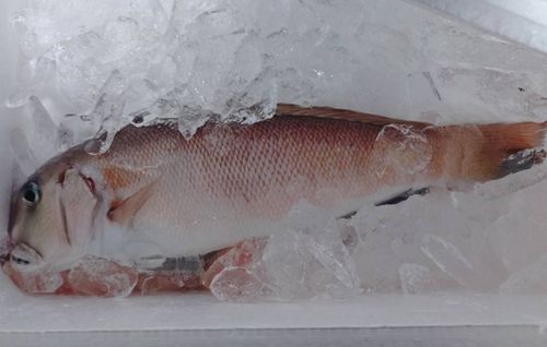 アマダイの釣果