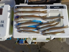 シロギスの釣果