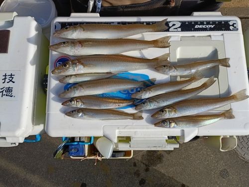 シロギスの釣果