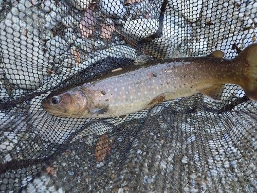 イワナの釣果
