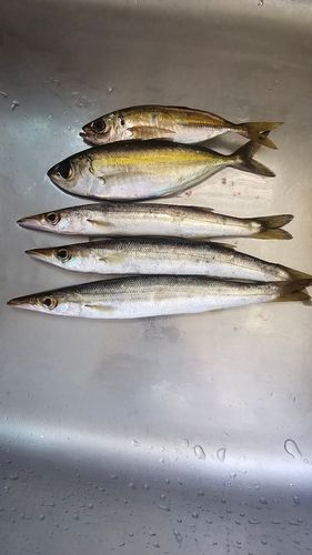 アカカマスの釣果