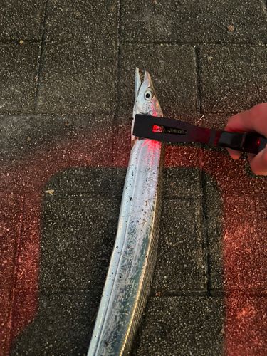 タチウオの釣果