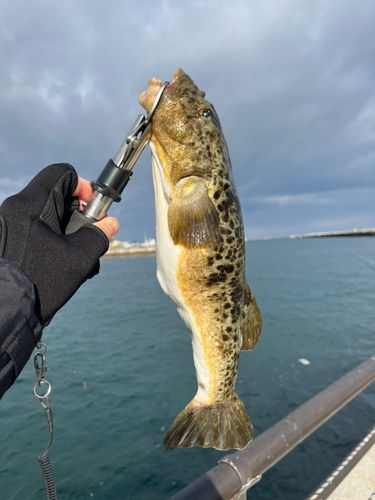 フグの釣果