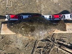ヒラメの釣果