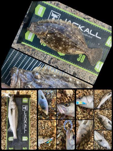 シーバスの釣果