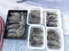 カミナリイカの釣果