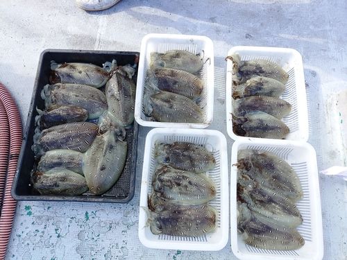 カミナリイカの釣果
