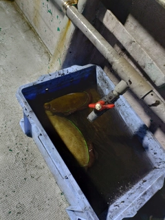 カミナリイカの釣果