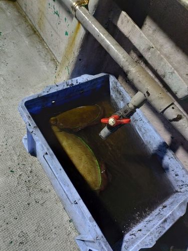 カミナリイカの釣果