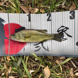 ラージマウスバス