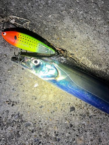 タチウオの釣果