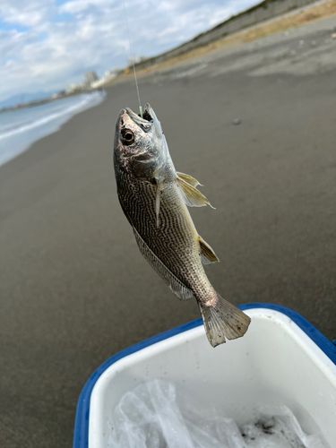 イシモチの釣果
