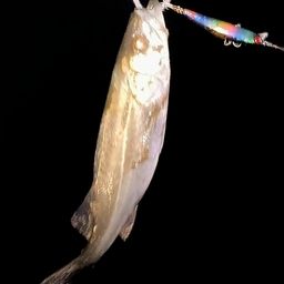 セイゴ（マルスズキ）