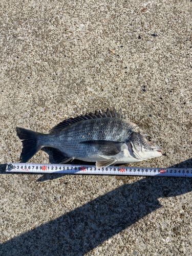 クロダイの釣果