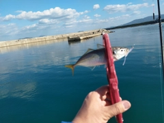 マアジの釣果