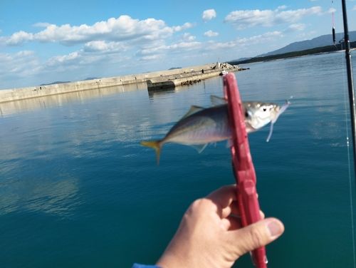 マアジの釣果