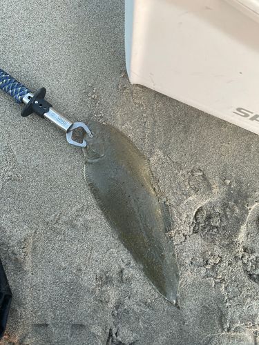 シタビラメの釣果