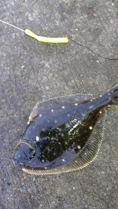 イシガレイの釣果