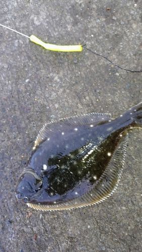 イシガレイの釣果