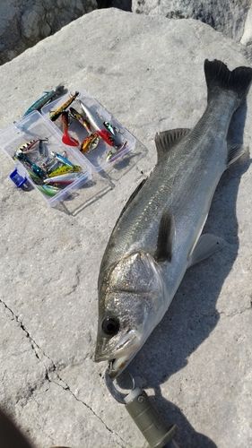 シーバスの釣果