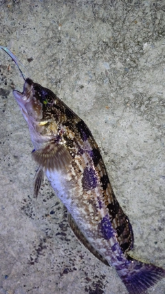 アイナメの釣果