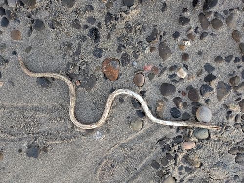 ウミヘビの釣果