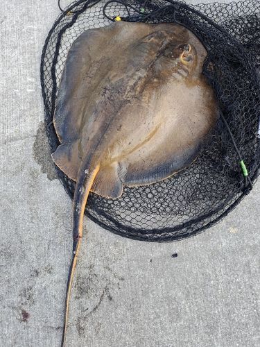 アカエイの釣果